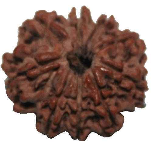 8 Mukhi Rudraksha